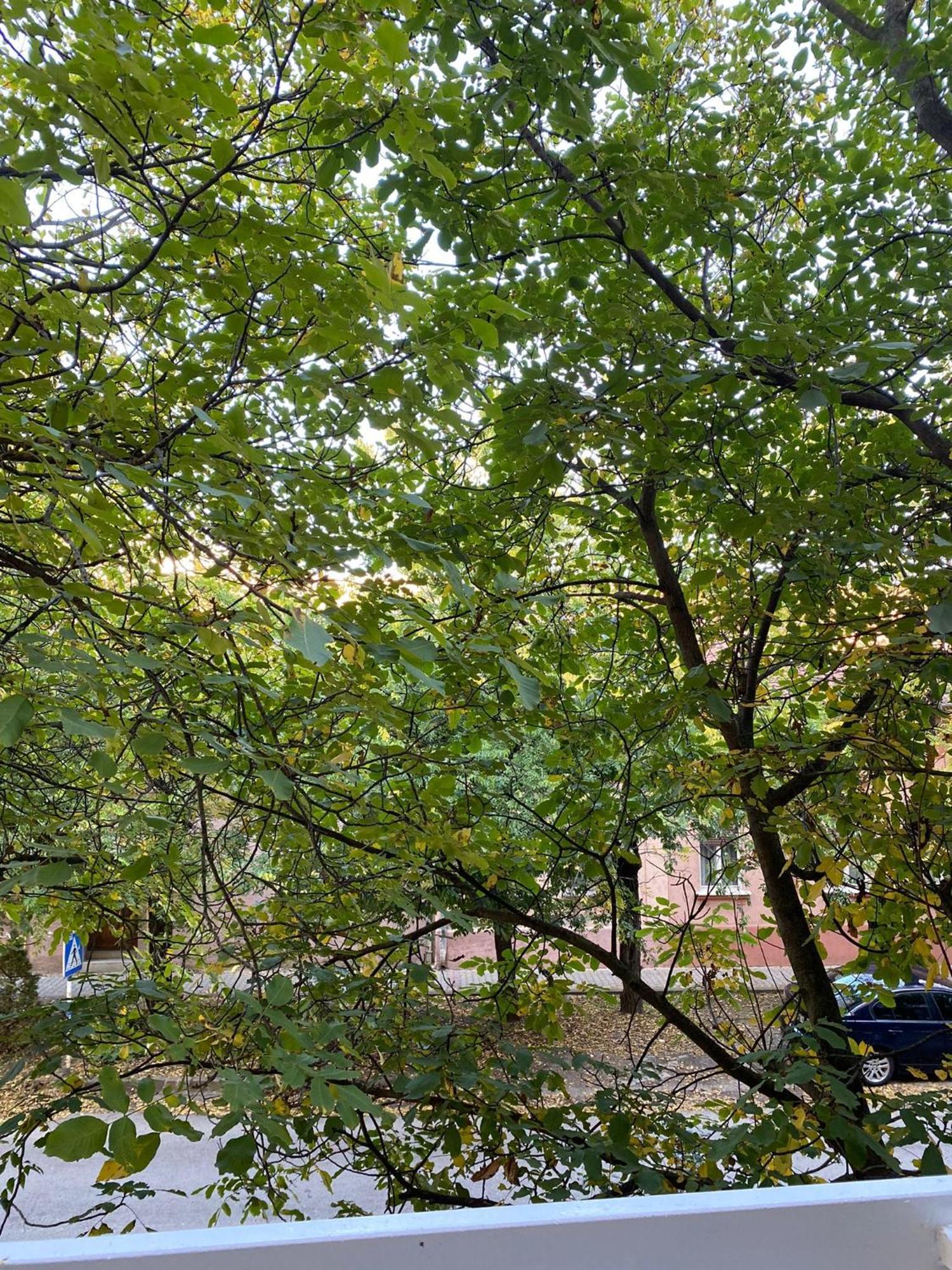 Vanja Apartman Vrsac Exterior foto